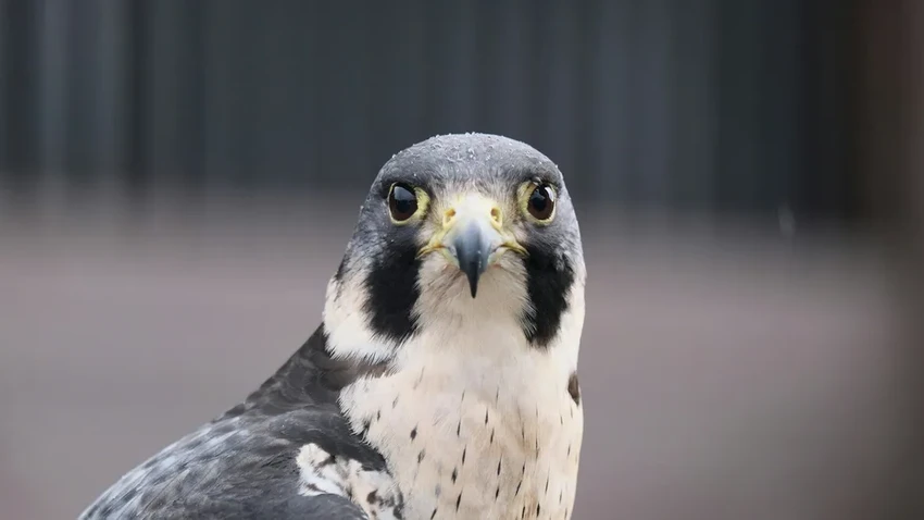 Сапсан — самая быстрая птица в мире. Скорость пикирования до 389 км/ч