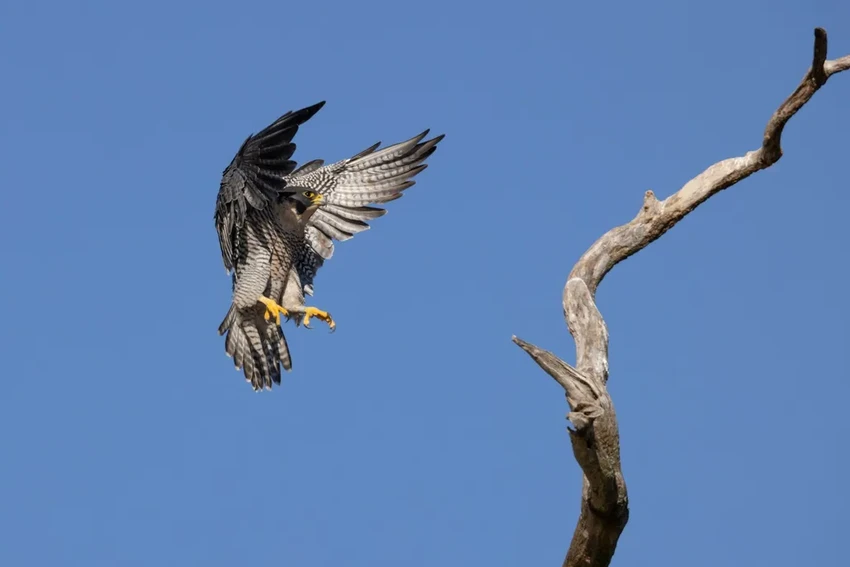 Сапсан — самая быстрая птица в мире. Скорость пикирования до 389 км/ч