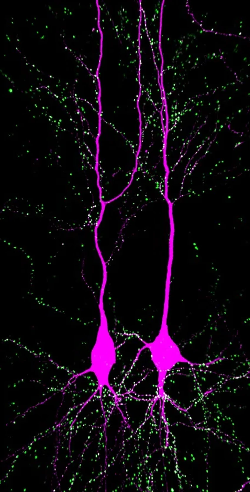 Нейроморфный чип с дендритами: как новая архитектура копирует мозг