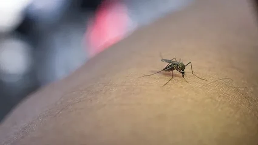 Чем снять зуд от укуса комара: аптечные и народные средства