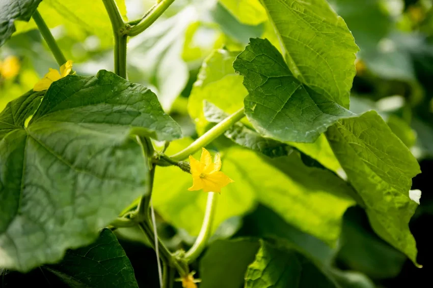 Как опылять растения вручную: 3 простых способа для богатого урожая