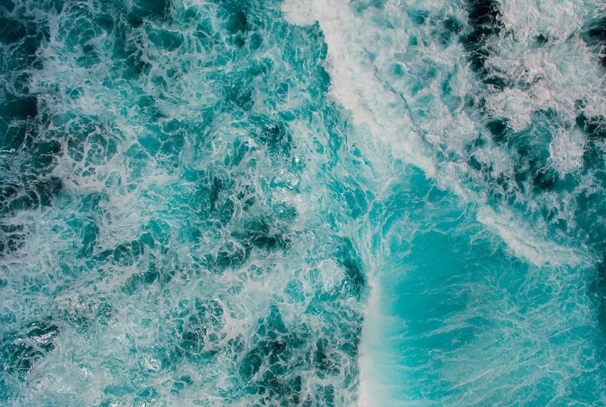 Климат против акул: почему к 2100 году их яйца могут не вылупиться