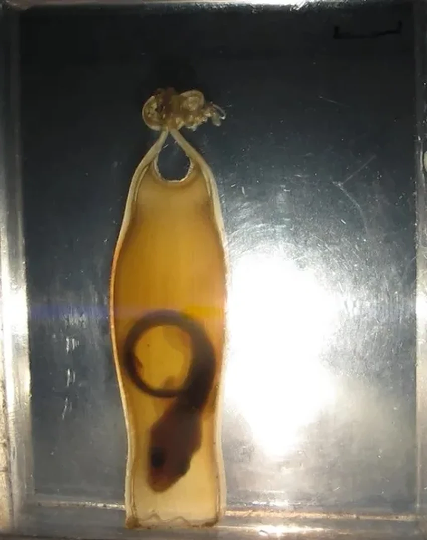 Климат против акул: почему к 2100 году их яйца могут не вылупиться