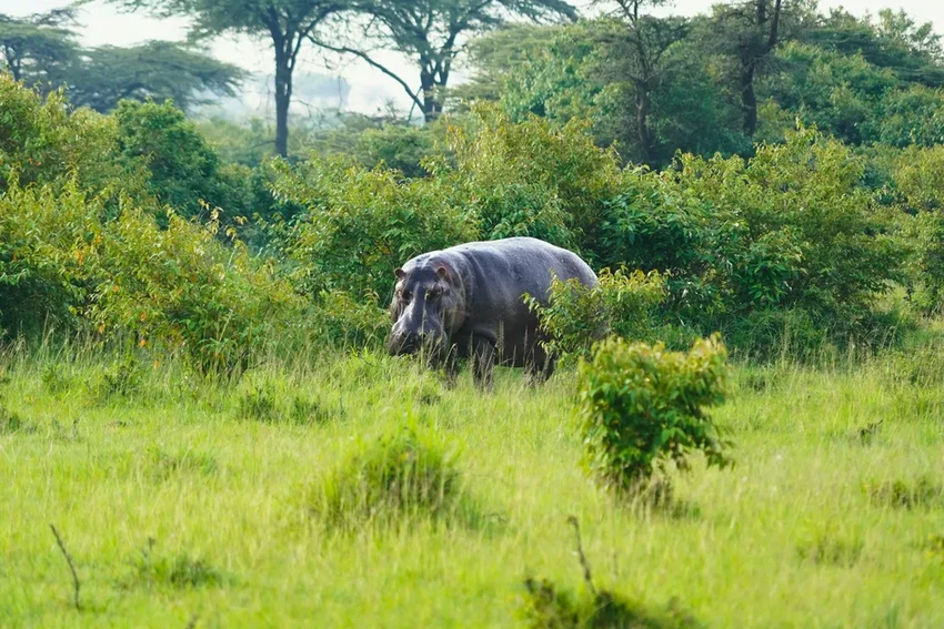 Бегемоты умеют «летать»: ученые обнаружили необычную фазу бега