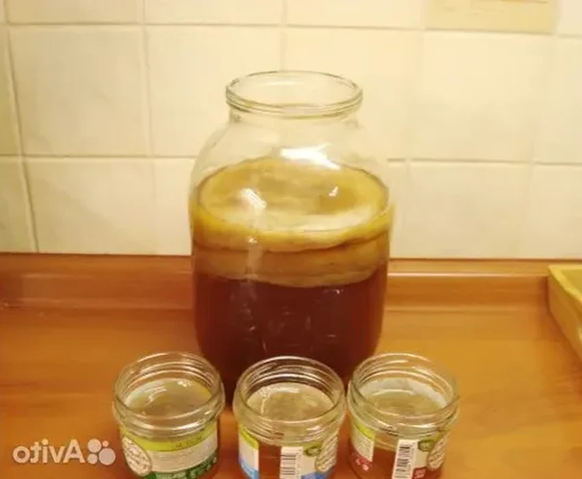 Как приготовить комбучу дома: простой рецепт чайного гриба