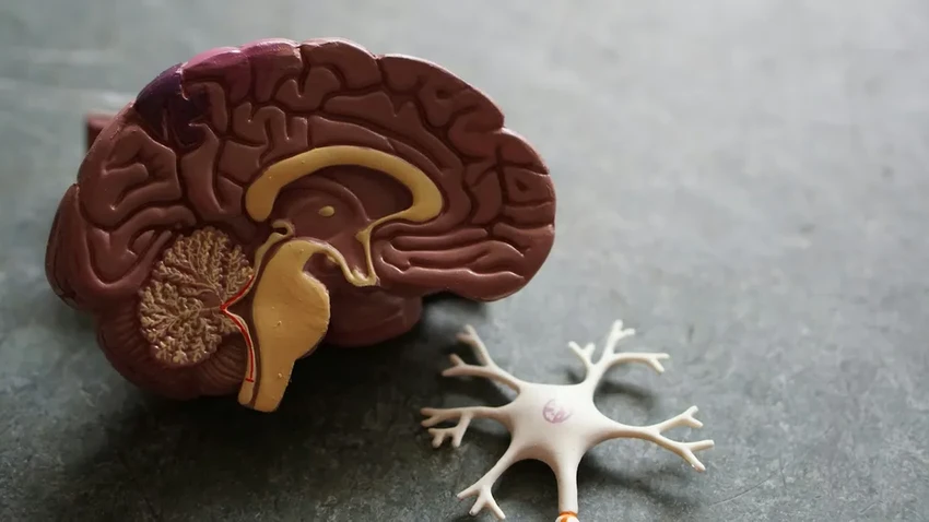 Коктейли с энергетиком и алкоголем: как они влияют на память и мозг в долгосрочной перспективе