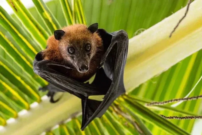 Нильские крыланы: как летающие «собаки» удивили ученых своим интеллектом