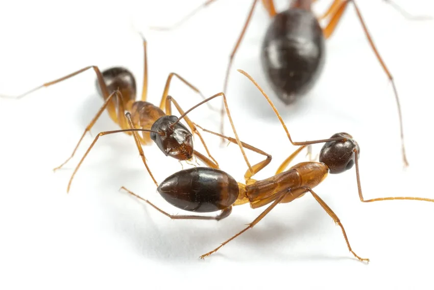 Муравьи-хирурги: как они ампутируют конечности для спасения жизни