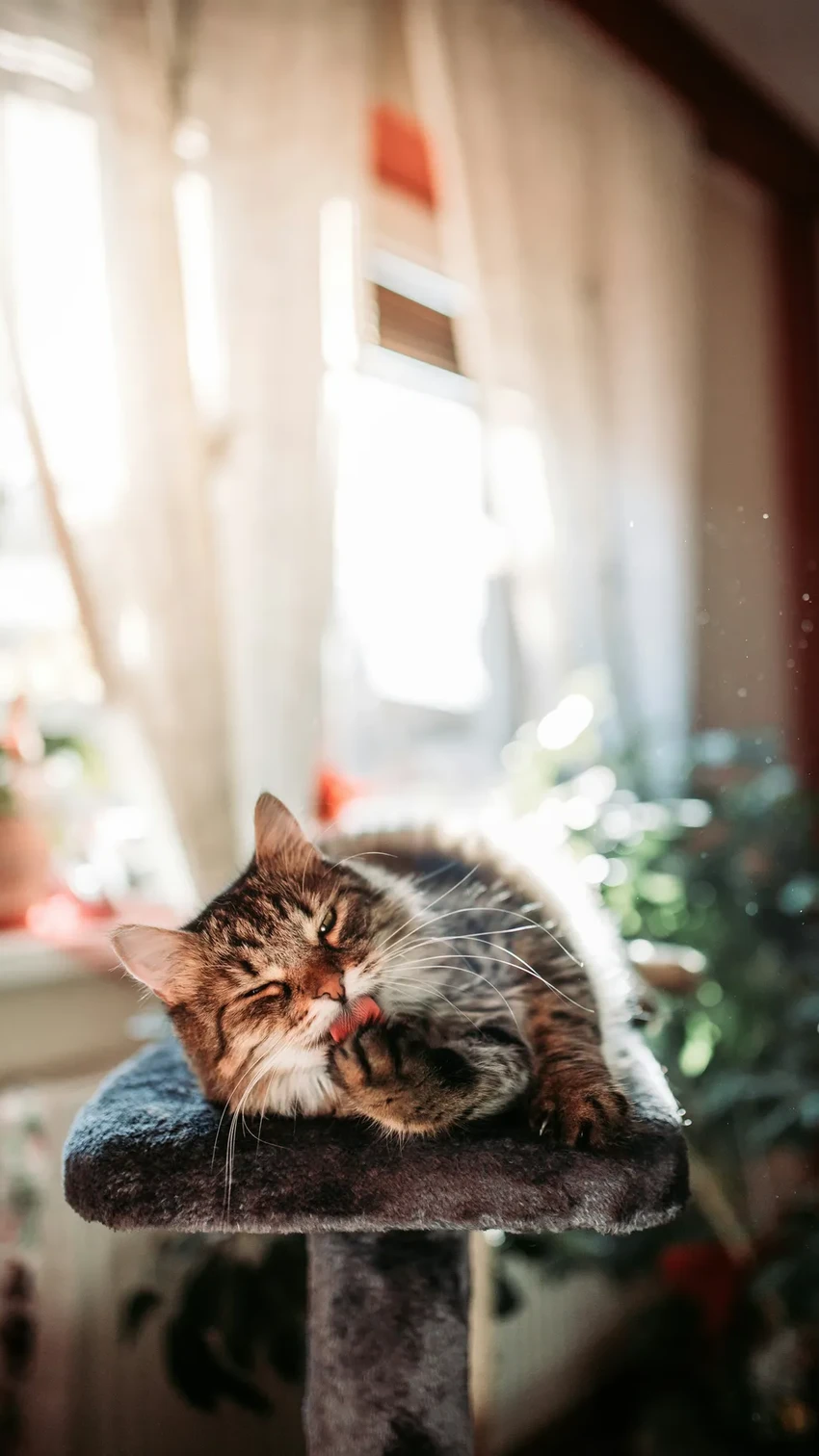 Почему кошки портят диваны: научное объяснение поведения питомцев