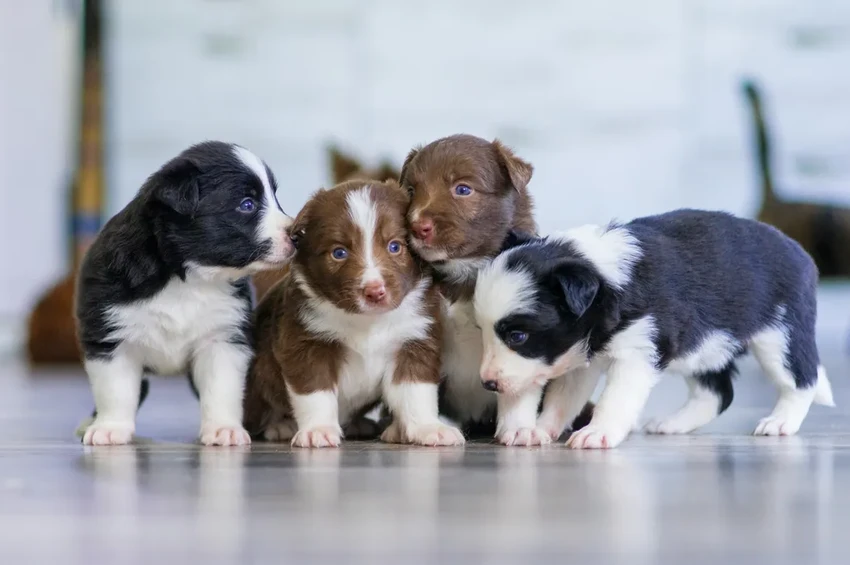 «Щенковая депрессия»: почему появление собаки может вызвать стресс и тревогу