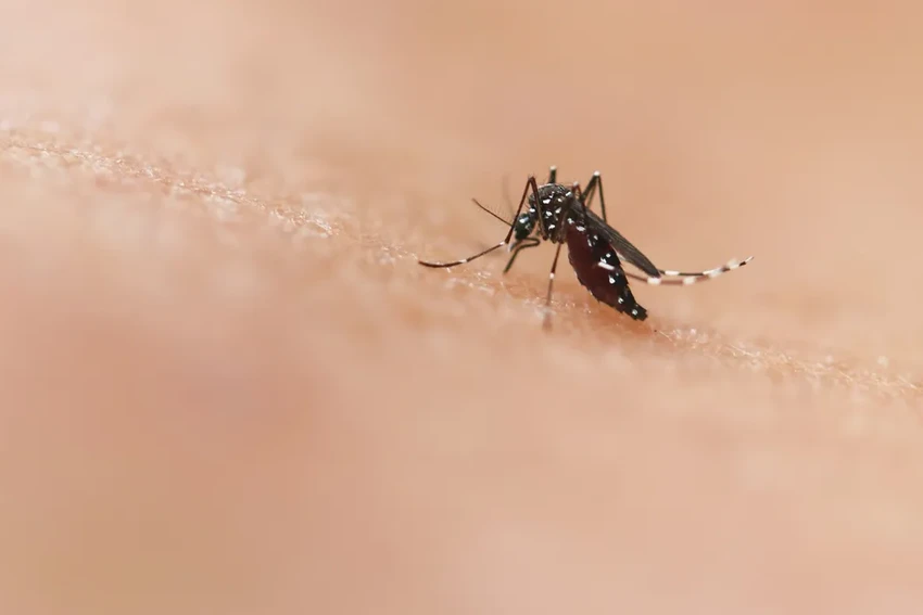 Комары-самцы пьют кровь: как жажда меняет их поведение