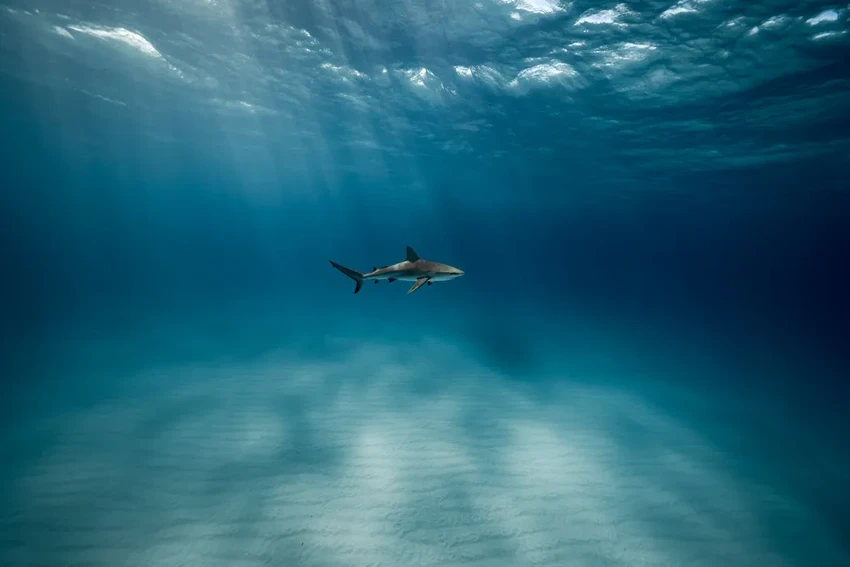 Искусственная утроба для акулят: как японские ученые спасают акул в инкубаторе