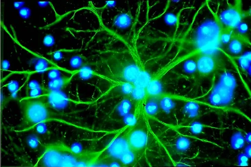 Tabulae Paralytica: как клеточный атлас открывает путь к лечению травм спинного мозга