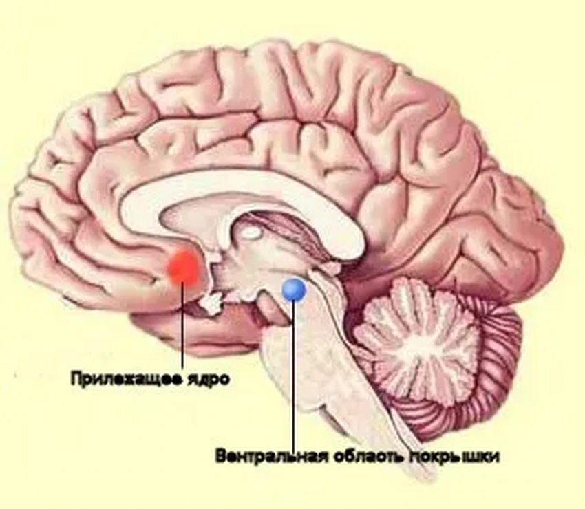 Как мозг переживает ностальгию: учёные нашли её уникальный «горько-сладкий» код
