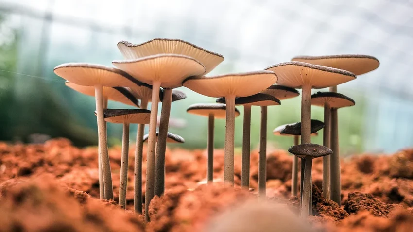 Грибы-зомби, тихие охотники и спасение от рака: удивительные факты