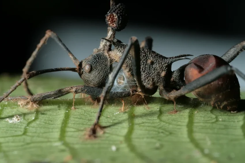 Грибы-зомби, тихие охотники и спасение от рака: удивительные факты
