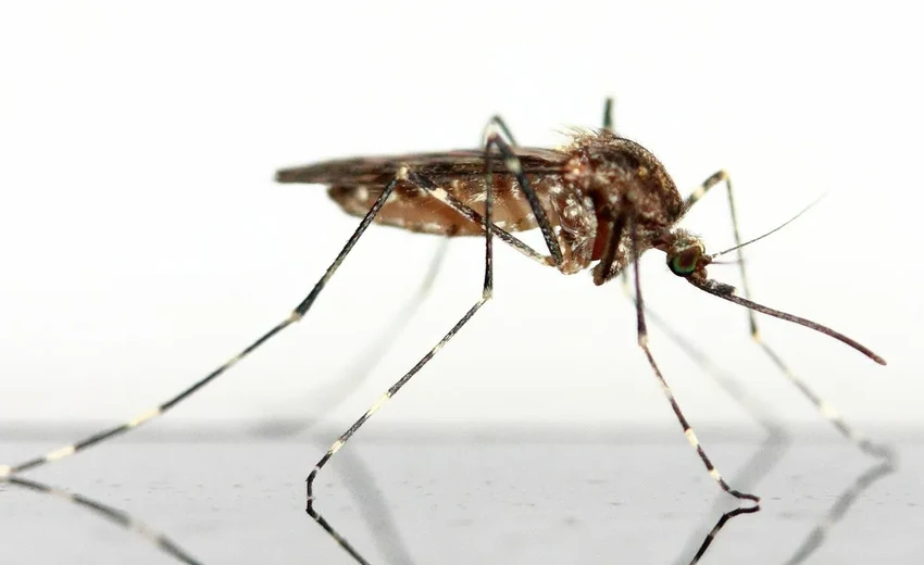 10 миллионов комаров-камикадзе выпустили на Гавайях для спасения редких птиц