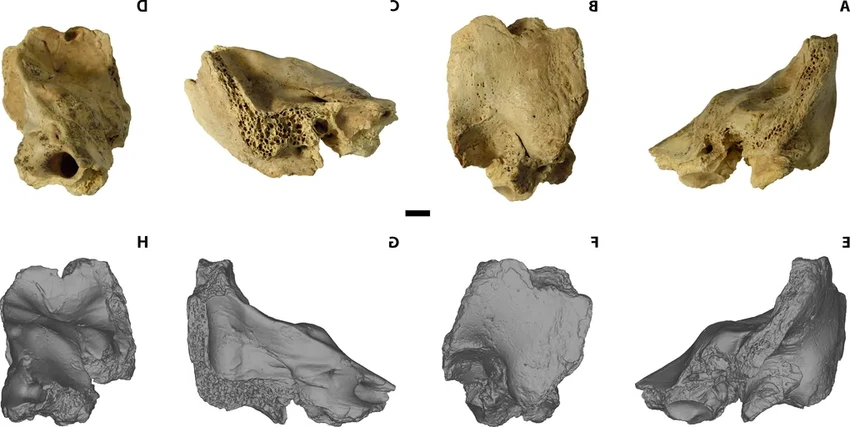 Неандертальцы и альтруизм: как древние люди заботились о ребёнке с синдромом Дауна
