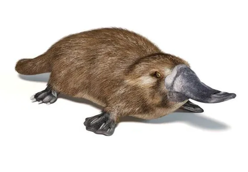 Утконос: ядовитое, светящееся млекопитающее без желудка. Как это возможно?