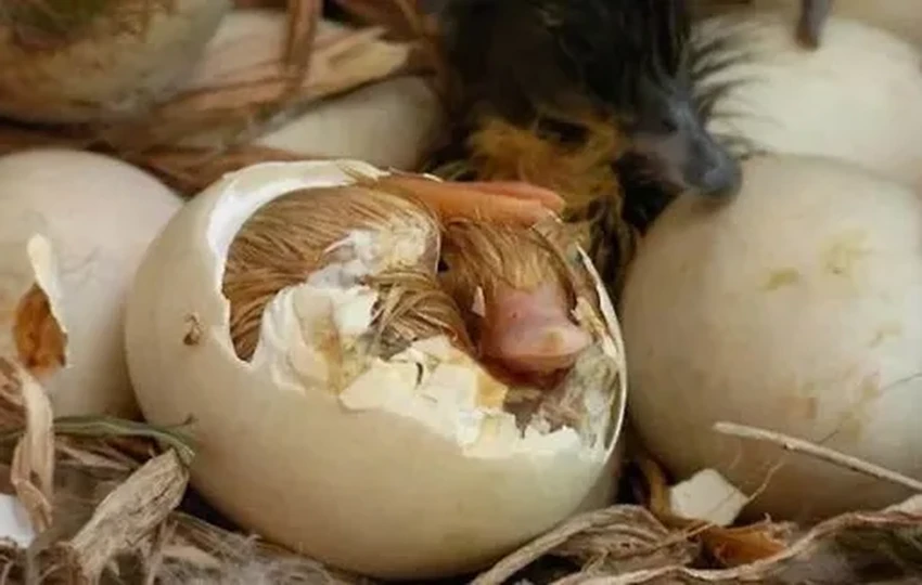 Утконос: ядовитое, светящееся млекопитающее без желудка. Как это возможно?