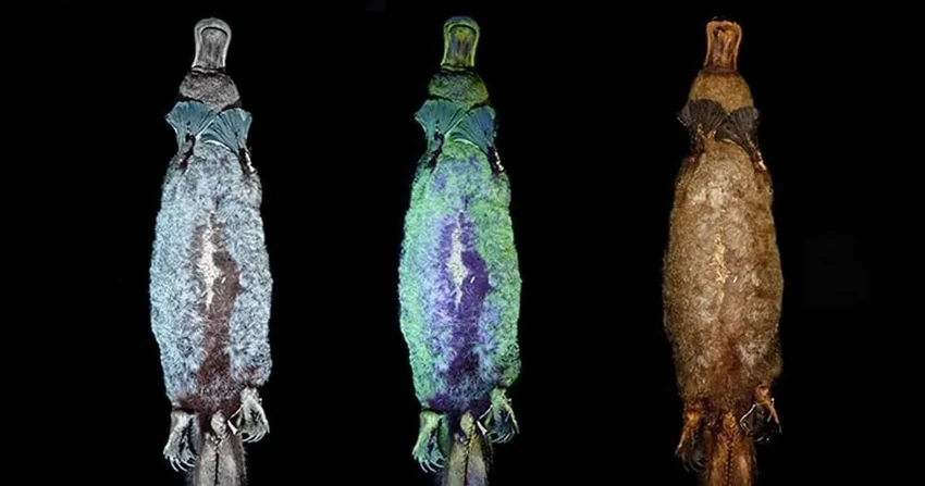 Утконос: ядовитое, светящееся млекопитающее без желудка. Как это возможно?