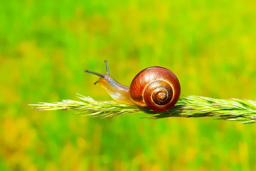 Секрет улиток: почему медлительность — это их суперсила для выживания