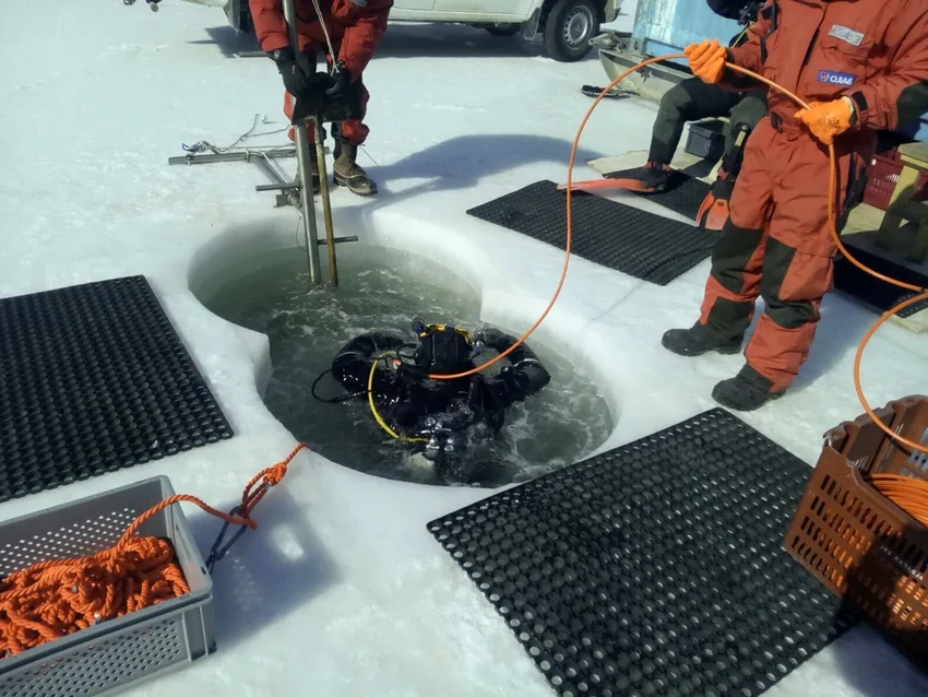 Тайна червей Антарктиды: бактерии вместо антифриза