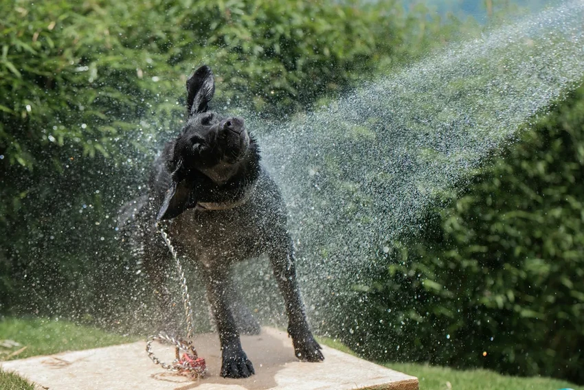 Как пережить жару собаке: 7 правил спасения от перегрева