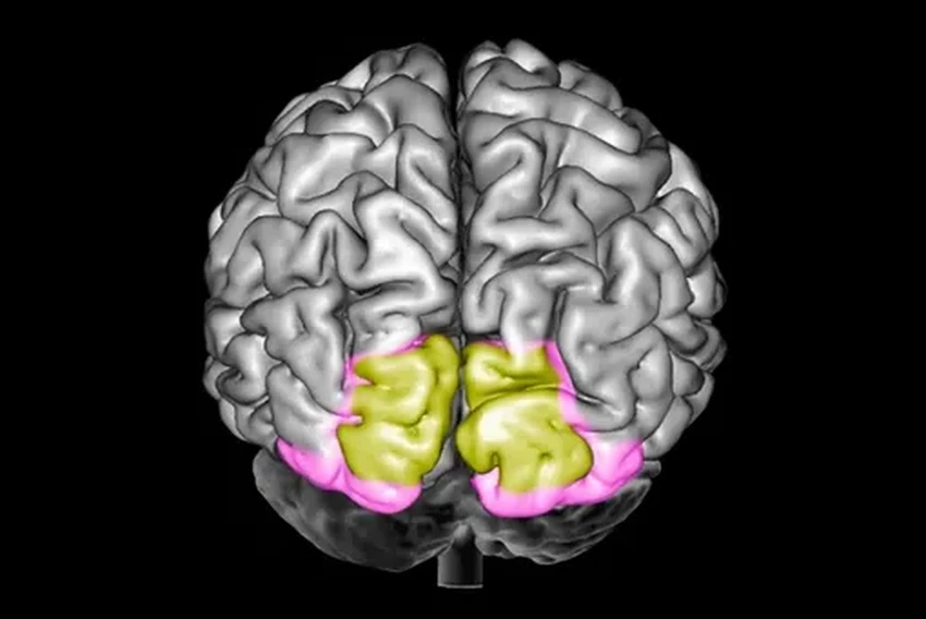 Как мозг отличает реальные образы от воспоминаний: исследование