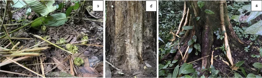 Лесная аптека шимпанзе: как обезьяны лечатся растениями