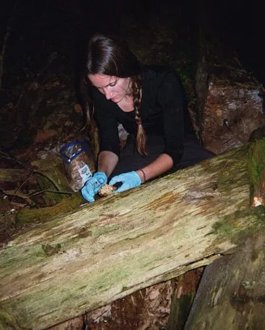 Лесная аптека шимпанзе: как обезьяны лечатся растениями