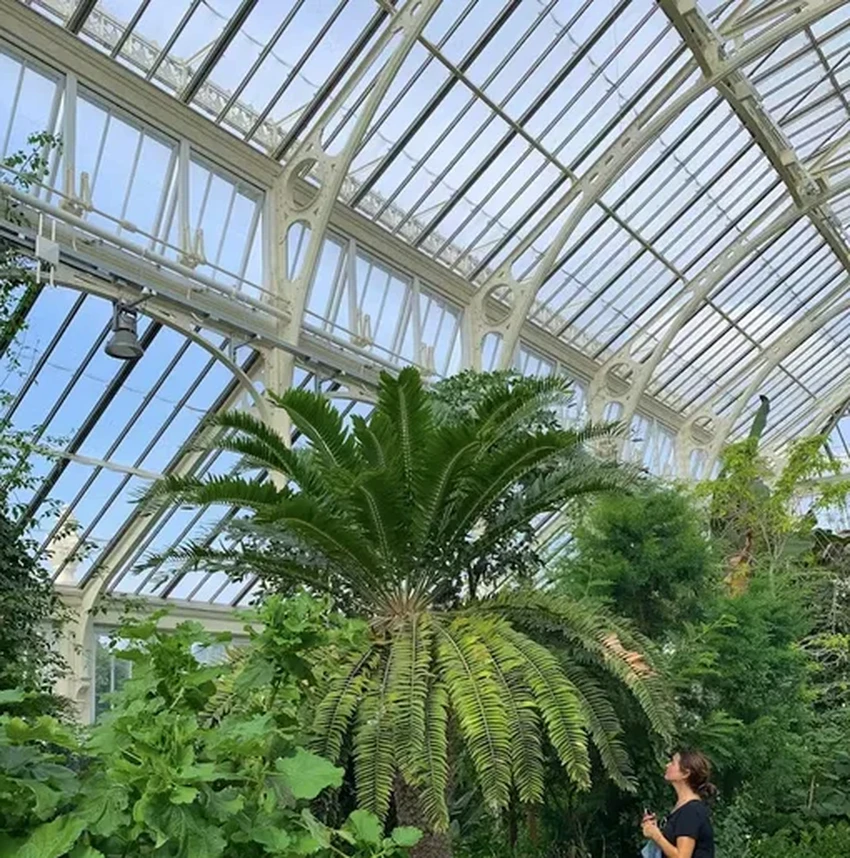 Ученые ищут пару для самого одинокого растения в мире, чтобы спасти древний вид