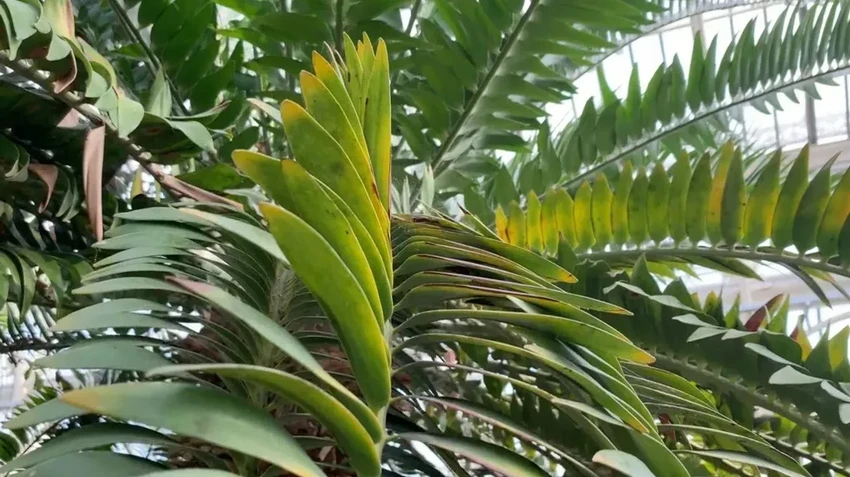 Ученые ищут пару для самого одинокого растения в мире, чтобы спасти древний вид