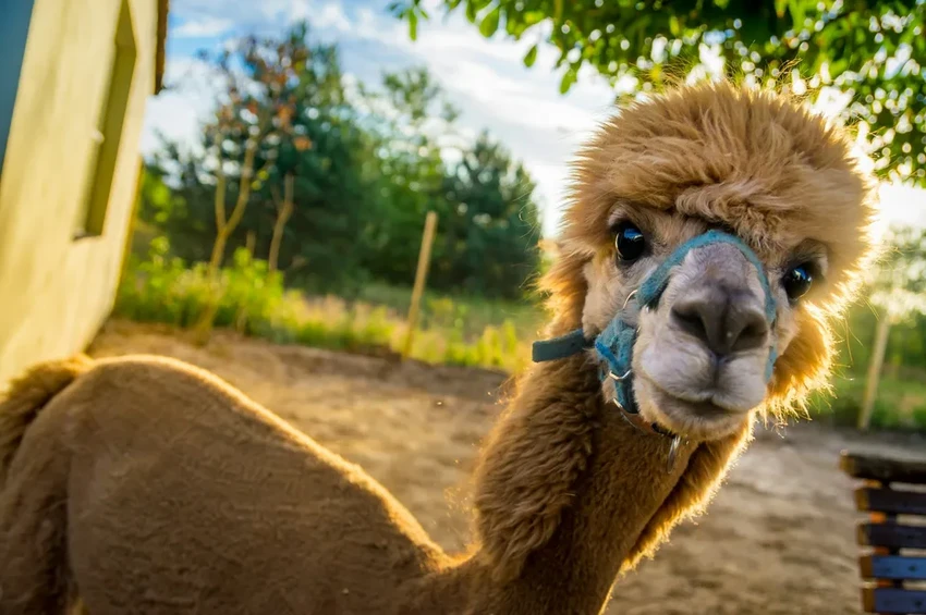 Птичий грипп угрожает людям: домашние кошки стали новыми переносчиками H5N1
