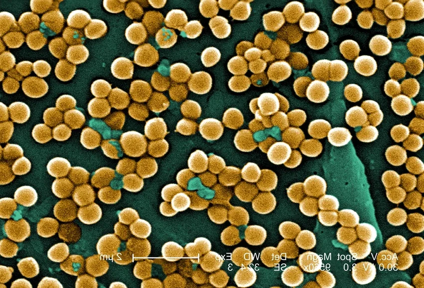 Машинное обучение открыло миллион новых пептидов против супербактерий