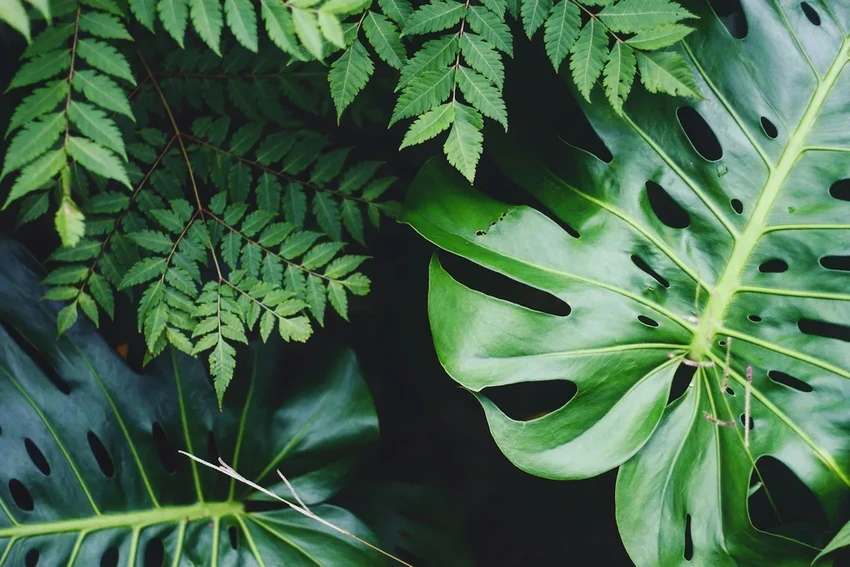 Разумные растения: как цветы общаются и принимают решения