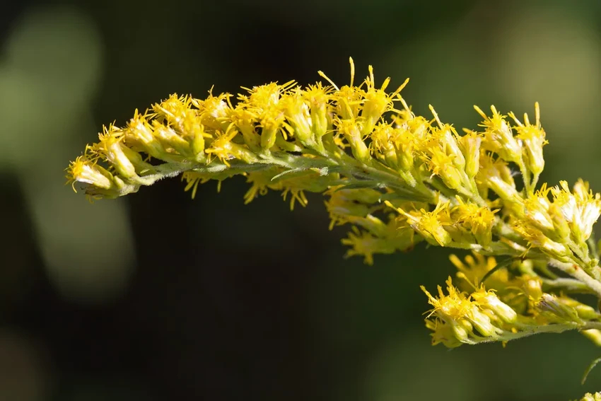 Разумные растения: как цветы общаются и принимают решения