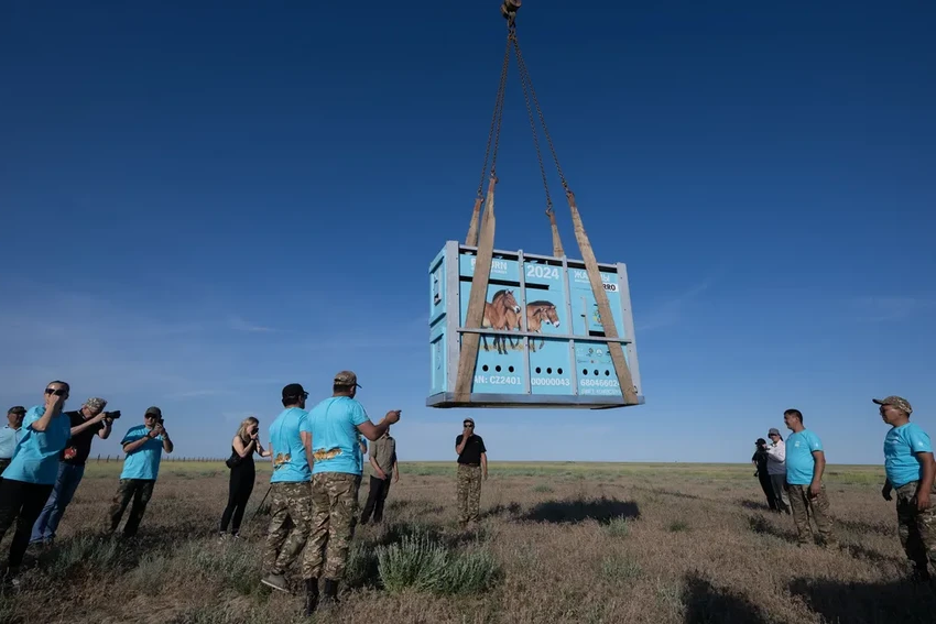 Возвращение диких лошадей Пржевальского в Казахстан через 200 лет