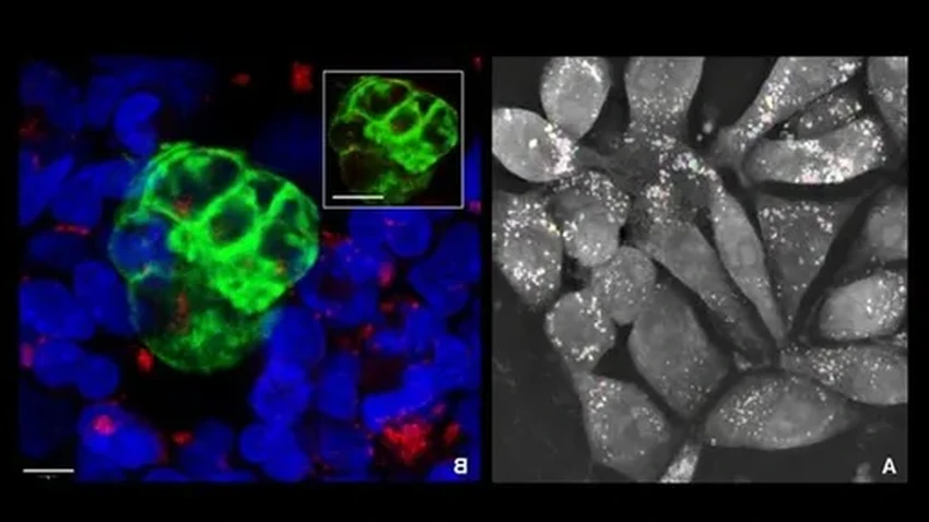 Тайный диалог эмбриона и матки: как начинается беременность