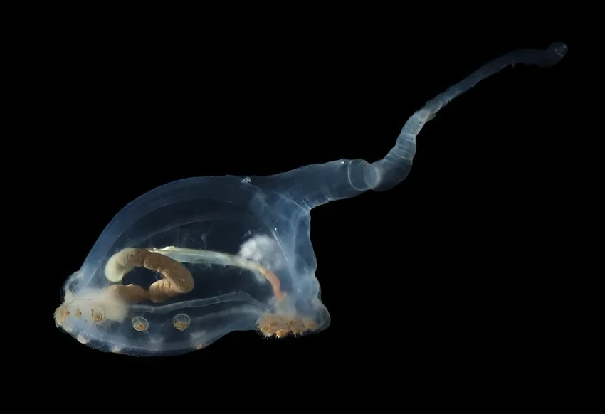 Глубоководная экспедиция нашла самое долгоживущее животное