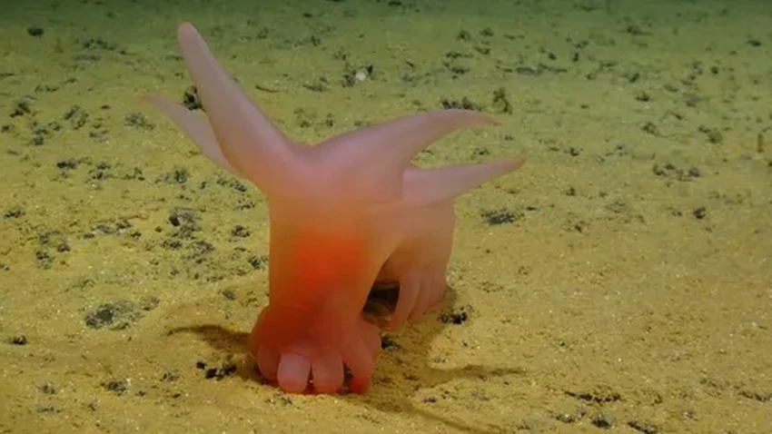 Глубоководная экспедиция нашла самое долгоживущее животное