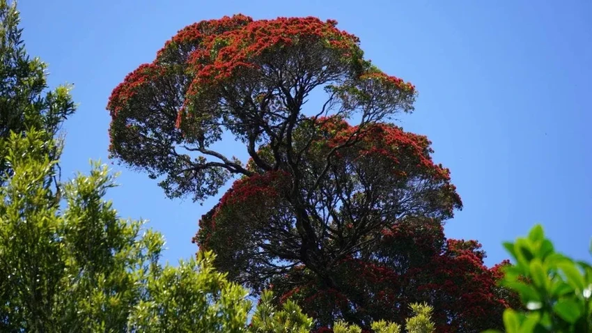 Шагающий рата: дерево-энт из Новой Зеландии, живущее тысячу лет