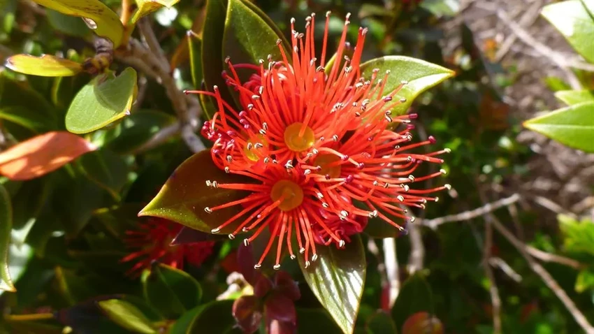 Шагающий рата: дерево-энт из Новой Зеландии, живущее тысячу лет