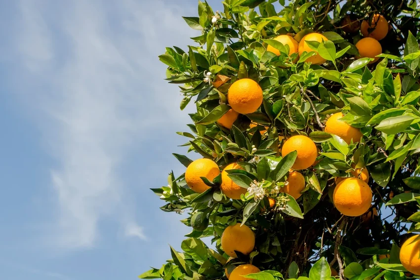 Мировой кризис апельсинов: почему сок дорожает и куда пропал урожай