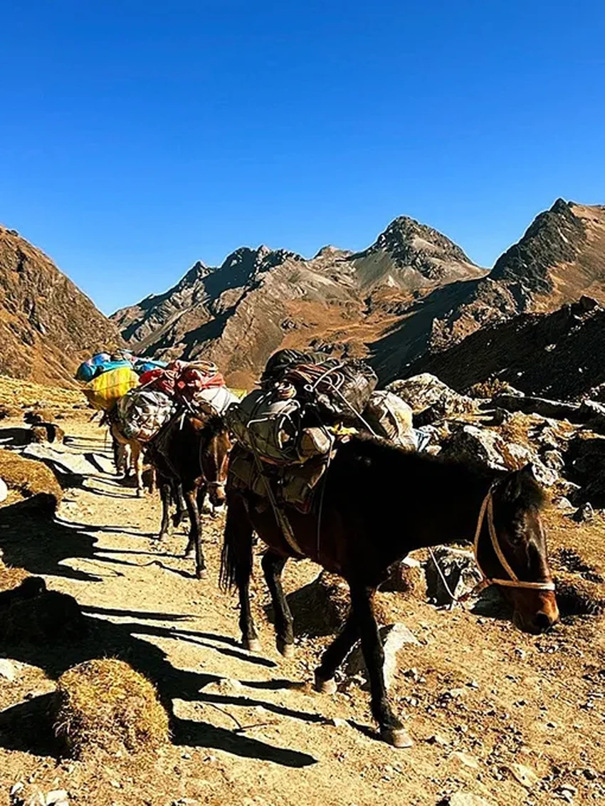 Родина всех лошадей: как одомашнивание в Челябинской области изменило мир