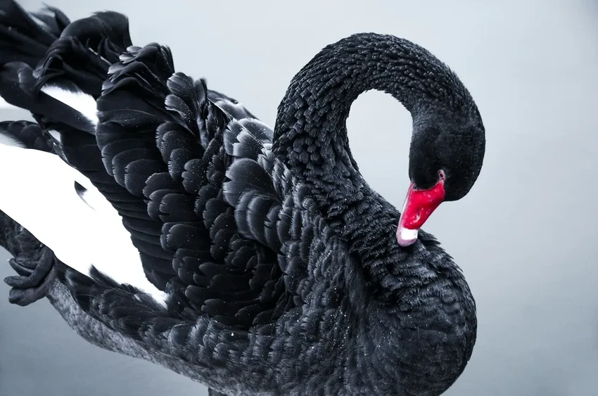 Развенчан миф о верности: черные лебеди нередко меняют партнеров