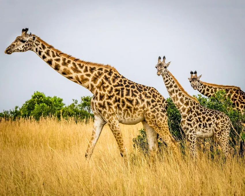 Почему шеи жирафов длинные? Новая версия учёных