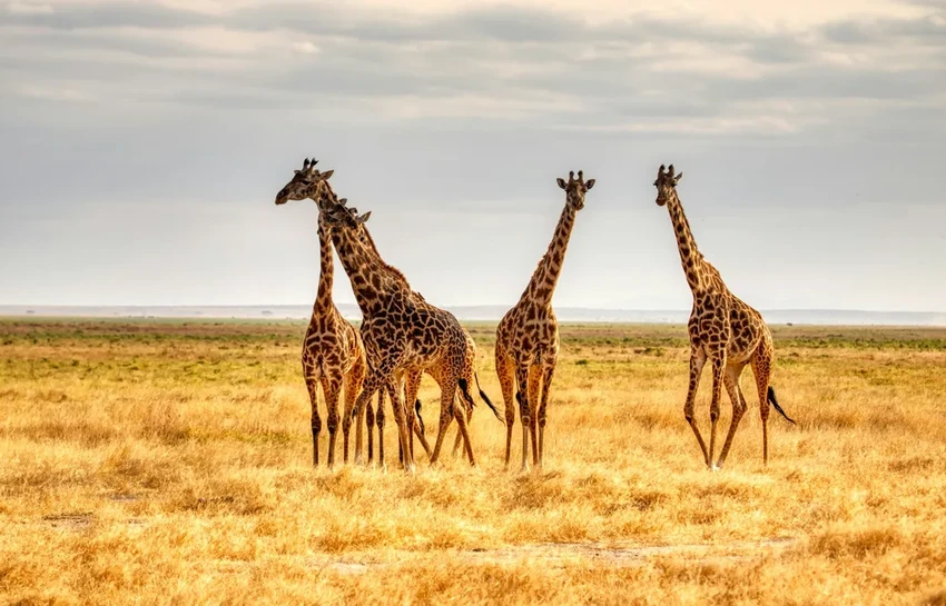 Почему шеи жирафов длинные? Новая версия учёных