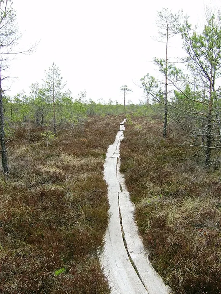 Гать своими руками: древняя технология для дороги через болото