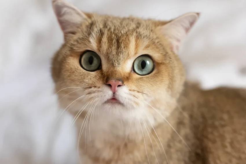 Как кондиционер очищает воздух и влияет на домашних кошек: обзор технологий